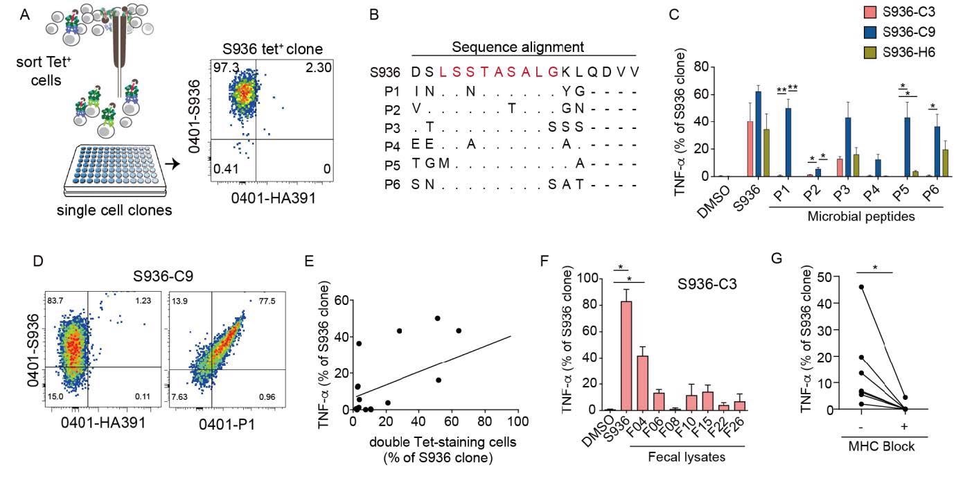 Pre-existing memory to SARS-CoV-2 cross-react with commensal-derived antigens (A) Schematics illustrating tetramer sorting and in vitro culture to generate single T cell clones. Plot shows representative staining to confirm tetramer-binding of the expanded clone. (B) Sequence alignment of Spike sequence with commensal bacteria-derived peptides. Predicted HLA-DR binding register is colored in red. (C) Plots show T cell response from three S936 clones after an 8-hour stimulation with vehicle, cognate spike peptide, or commensal microbial peptides. Responding T cells are identified by intracellular cytokine staining for TNF-. (D) Representative plot showing co-staining of S936-C9 clone by tetramers loaded with S936 or P1, a Bacteroides TonB-dependent receptor-derived sequence. Tetramers containing a non-cross-reactive influenza peptide was used as a negative control (HA 391-410). (E) The relationship between T cells’ ability to respond to microbial peptides by TNF- production and to bind the same peptide by tetramer-staining. Each symbol represents measurements from each clone to one microbial peptide. Plot combines data from S936-C3, C9, and H6. (F) The frequency of S936-C3 clone that stained for TNF- after stimulation with DCs treated with vehicle, cognate peptide, or fecal lysates from 7 healthy adults. (G) The frequency of TNF-+ cells from S936-C3 clone that responded to fecal lysates in the absence or presence of anti-MHC class II blocking antibodies. Each symbol represents treatment with a different fecal lysate. For (C), a two-way ANOVA was used with p-values for pairwise comparisons computed using Tukey’s procedure. For (E) Pearson correlation was computed (0.5589, p = 0.0159). Line represents least square regression line. For (F) Welch’s ANOVA was used with p-values for pairwise comparisons computed using Dunnett’s T3 procedure. For (G), paired t-test was used. Data are shown as Mean ± SEM. * p < 0.05, ** p < 0.01.