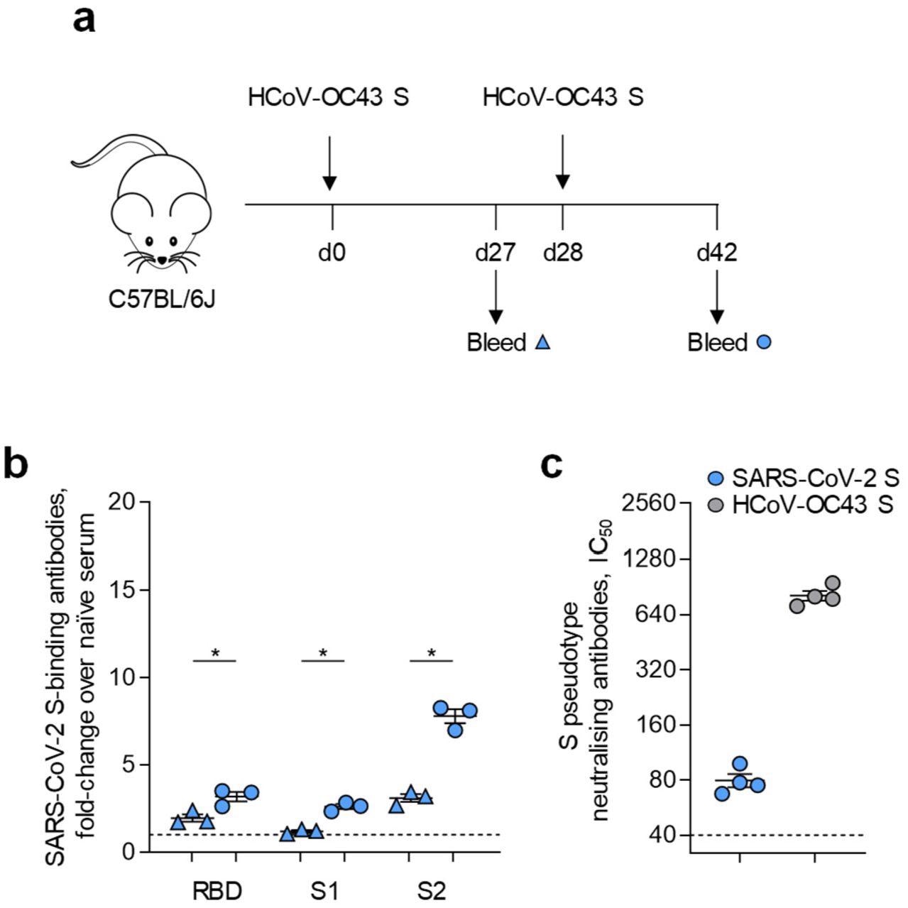 Prior HCoV-OC43 S immunity cross-reacts with SARS-CoV-2 S. A, Diagram of HCoV-OC43 S immunisation regimen and serum sample collection. B, Levels of ELISA detected antibodies reacting with SARS-CoV-2 RBD, S1 or S2 in C57BL/6J mice (n=3) after one or two doses of a HCoV-OC43 S DNA vaccine. P values were calculated with paired Student’s t-tests. C, Levels (IC50) of antibodies in the sera of mice after two doses of a HCoV-OC43 S DNA vaccine (n=4), compared with sera from unvaccinated mice (n=4), able to neutralise retroviral vectors pseudotyped with HCoV-OC43 S or SARS-CoV-2 S. Values in B and C are from two different experiments.