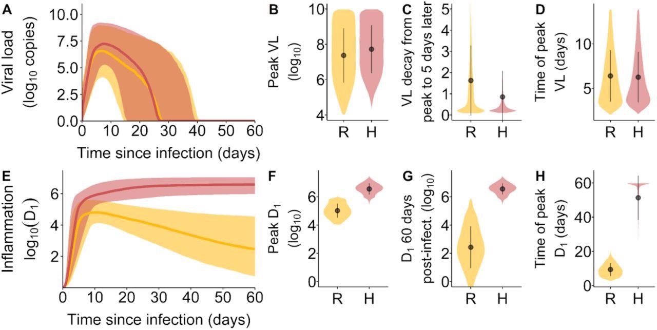 Viral load and inflammation trajectory characteristics by inflammation trajectory groups. (A) Viral loads over the course of infection. The shaded area corresponds to the 10th and 90th percentiles of the viral loads, while the curve represents the median. (B) The distribution of peak viral loads, (C) the VL decay from peak infection to 5 days after peak infection and (D) the time of occurrence of peak VL after infection. (E) Inflammation trajectories by inflammation trajectory groups. The shaded area corresponds to the 10th and 90th percentiles of D1, while the curve represents the median. (F) the distribution of peak D1, (G) the distribution of D1 at 60 days post-infection and (H) the time of occurrence of peak D1 after infection. In orange and represented by the symbol R, Resolved inflammation. In pink and represented by the symbol H, Hyperinflammation.
