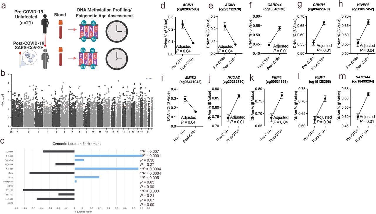 DNA methylation changes in blood associated with mild/moderate COVID-19. a. Study design of longitudinal assessment of DNA methylation profiles in 21 participants pre- and post-SARS-CoV-2 infection. b. Manhattan plot of differentially methylated loci (DML) associated with mild/moderate COVID-19. c. Bar graph of genomic enrichment of COVID-19 DML in 13 different categorized regions of the genome relative to gene and CpG island. Hypergeometric test utilized to calculate P value and odd ratio. d-m. Plots of COVID-19 DML displaying mean DNA methylation levels +/- SEM for CpGs associated with a gene ID. Adjusted P value calculated utilizing Benjamini-Hochberg correction.