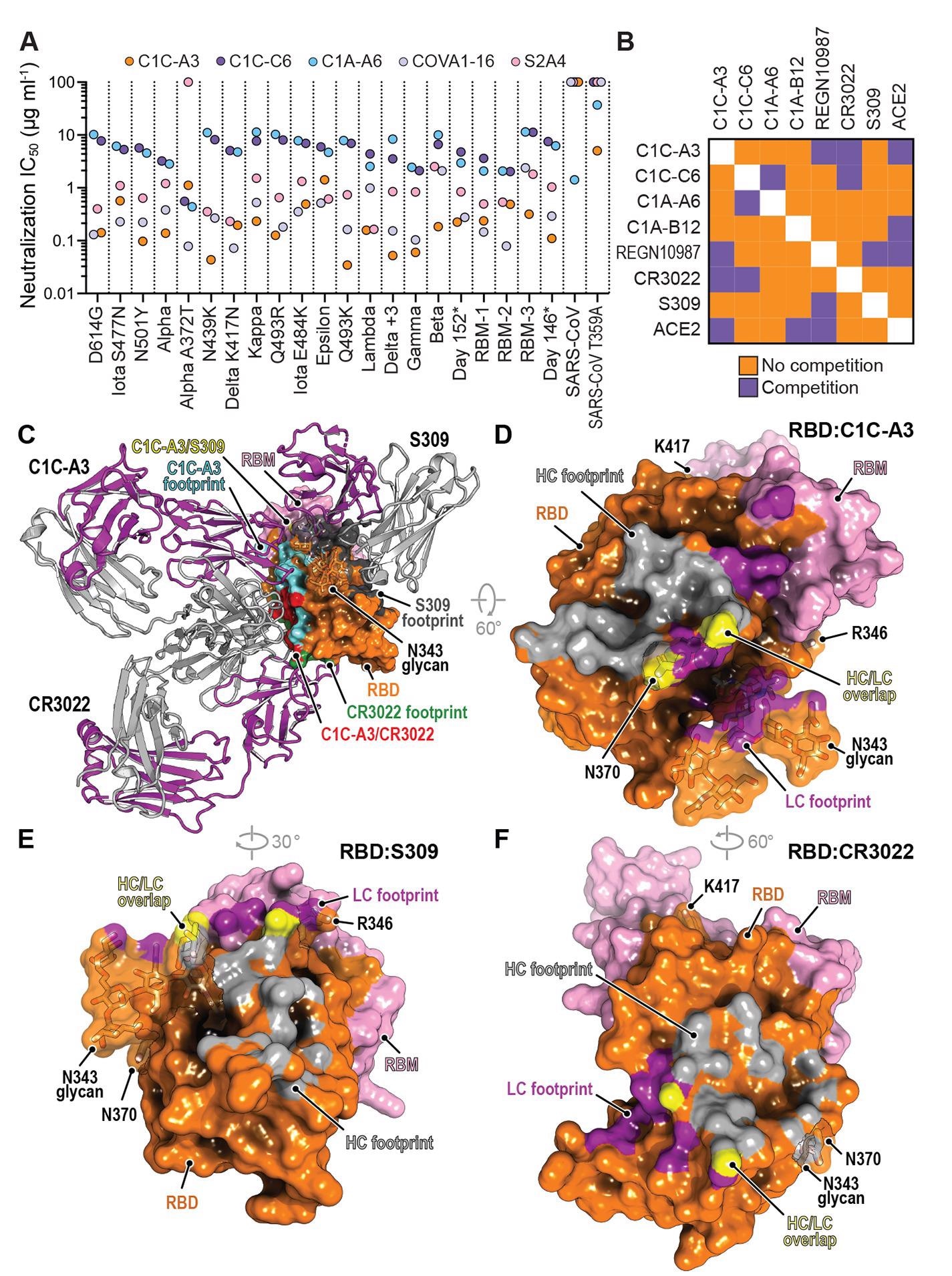 Neutralization of SARS-CoV-2 variants by an RBD core targeting antibody.(A) Summary of neutralization IC50 values for pseudotypes and the indicated antibodies. (B) Summary of the results of biolayer interferometry-based competition assays. (C) Superposition of the CR3022 (PDB: 6W41) (55) and S309 (PDB: 6WPS) (44) structures onto the C1C-A3 bound RBD structure. Antibody Fabs are shown as ribbon diagrams and the RBD is shown in surface representation. Antibody footprints are shown on the RBD surface. (D) RBD footprint of C1C-A3. (E) RBD footprint of S309 (PDB: 6WPS) (44). (F) RBD footprint of CR3022 (PDB: 6W41) (55). In panels (D) to (F), key RBD residues discussed in the main text are highlighted.