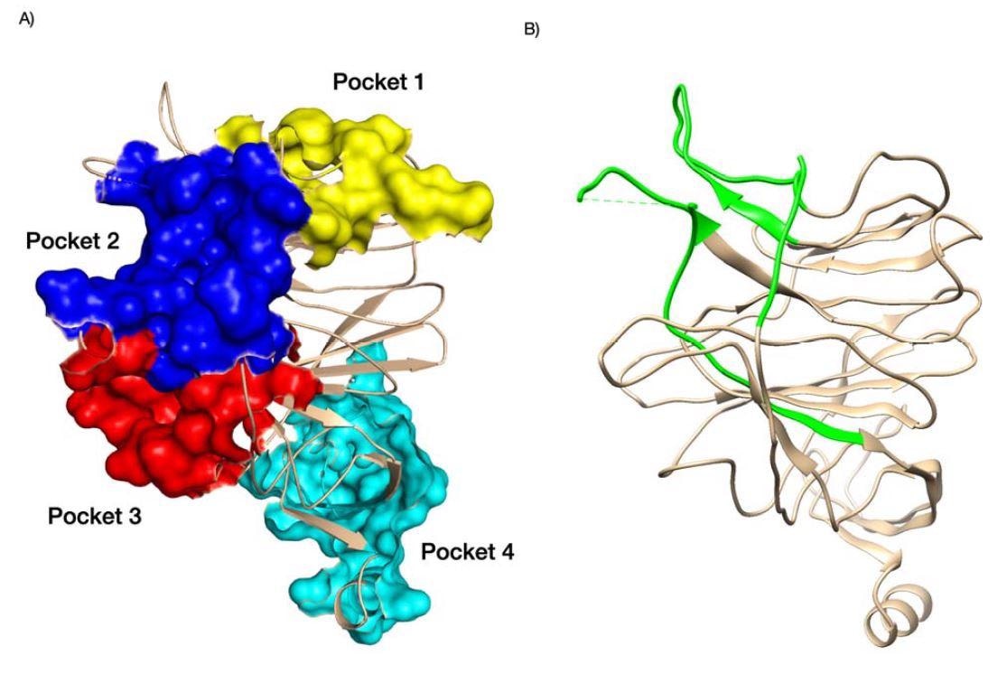 Pockets identified in NTD domain of SARS-CoV-2 (A) and antigenic NTD supersite SARS-CoV-2 shown in green (B). For (A), we coloured pocket 1 in yellow, pocket 2 in blue, pock 3 in red and pocket 4 in cyan. PDB structures 7C2L. Supporting references: Behloul et al., 202 Fantini et al., 2020; Baker et al., 2021; Di Gaetano et al., 2021; McCallum et al., 2021.