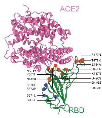 Location of RBD mutations for the Omicron variant.