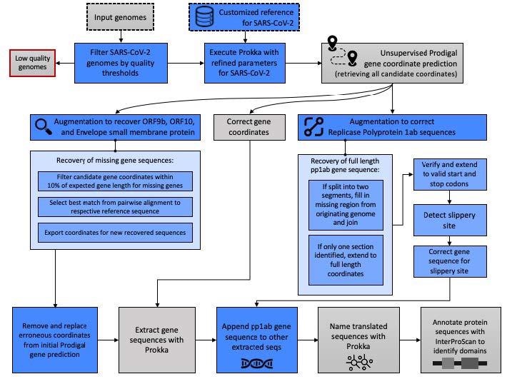 Pipeline schematic for semi-supervised identification of molecular targets. The data and analytic steps comprising our SARS-CoV-2 annotation pipeline described in Methods Sections 2.1–2.3 are indicated. Input data are indicated with a dashed line and discarded data, e.g., genomes below quality thresholds, are indicated with a red line. Blue boxes indicate steps where our augmentation of base Prokka and Prodigal yield methodological advancements specific to the requirements of SARS-CoV-2 genomes.