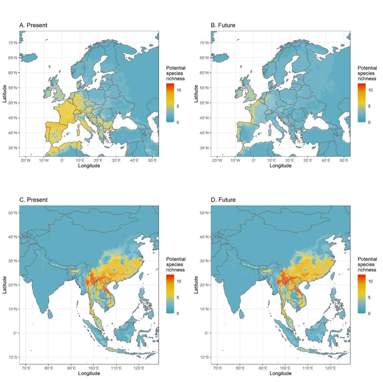Present (A, C) and future (B, D) distribution of Sarbecovirus bat host species richness, mostly peaking in Europe and Southeast Asia. Projections for  Sarbecovirus bat host species richness consider the period 2080-2100 (SSP585 scenario, BCC-CSM2-MR global circulation model).