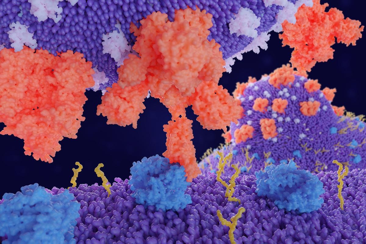 Study: Scanning the RBD-ACE2 molecular interactions in Omicron variant. Image Credit: Juan Gaertner/Shutterstock