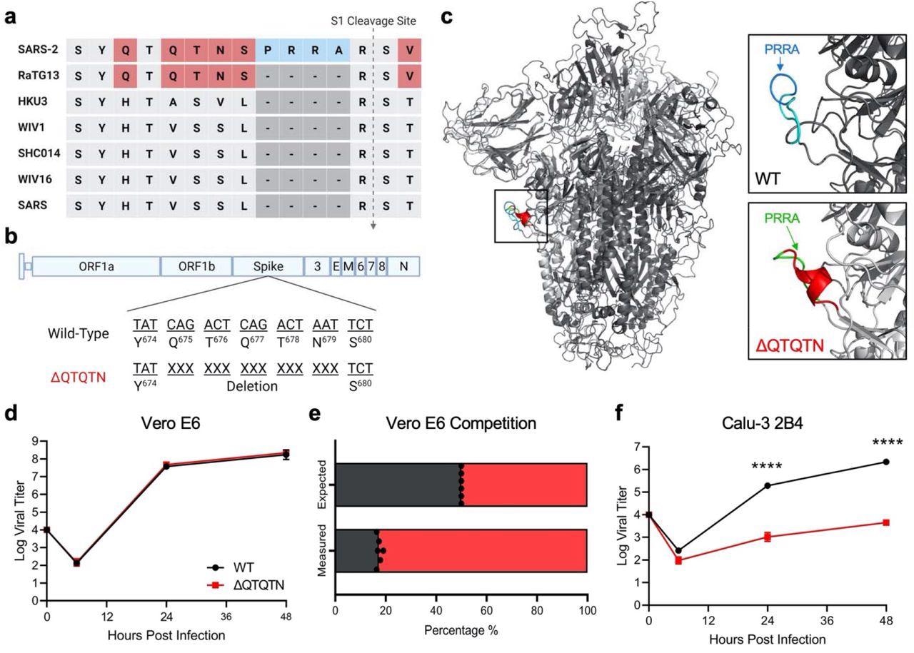In vitro characterization of SARS-CoV-2 ΔQTQTN. a, Comparison of S1/S2 cleavage site across SARS-CoV, SARS-CoV-2 and 5 related bat CoVs. b, Schematic of SARS-CoV-2 genome with deletion of QTQTN codons. c, SARS-CoV-2 spike trimer (grey) with WT (upper) and model-predicted ΔQTQTN (lower) overlaid. PRRA (blue) is exposed with QTQTN (cyan) present in WT and extending the loop (upper). An α-helix is formed with deletion of QTQTN (red) and PRRA (green) is exposed (lower). d, Viral titer from Vero E6 cells infected with WT (black) or ΔQTQTN (red) SARS-CoV-2 at an MOI of 0.01 (n=3). e, Competition assay between WT and ΔQTQTN SARS-CoV-2 at a ratio of 1:1, showing RNA percentage from next generation sequencing. f, Viral titer from Calu-3 2B4 infected with WT or ΔQTQTN SARS-CoV-2 at an MOI of 0.01 (n=3). Data are mean ± s.d. Statistical analysis measured by two-tailed Student’s t-test. *, p≤0.05; **, p≤0.01; ***, p≤0.001; ****, p≤0.0001.