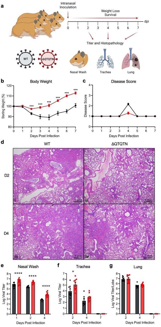 In vivo characterization of SARS-CoV-2 ΔQTQTN in golden Syrian hamsters. a, Schematic of golden Syrian hamster infection with WT (black) or ΔQTQTN (red) SARS-CoV-2. b-c, Three- to four-week-old male hamsters were infected with 105 plaque-forming units (pfu) of WT or ΔQTQTN SARS-CoV-2 and monitored for weight loss (b) and disease score (c) for seven days (n=10). d, Histopathology of hamster lungs manifested more extensive lesions in animals infected with WT SARS-CoV-2 on day 2 (i) (4X magnification) than in animals infected with ΔQTQTN (ii) (4X). Lesions increased in volume on day 4 with greater proportions of the lungs affected in hamsters infected with WT (iii) (4X) than ΔQTQTN (iv) (4X) on day 4. e-g, Viral titers were measured for nasal washes (e), tracheae (f), and lungs (g). Data are mean ± s.e.m. Statistical analysis measured by two-tailed Student’s t-test. *, p≤0.05; **, p≤0.01; ***, p≤0.001; ****, p≤0.0001. Figures were created with BioRender.com