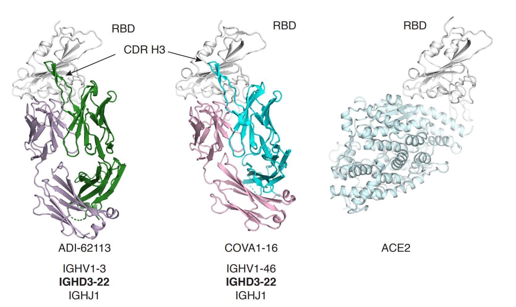 Structural comparison of ADI-62113 and COVA1-16