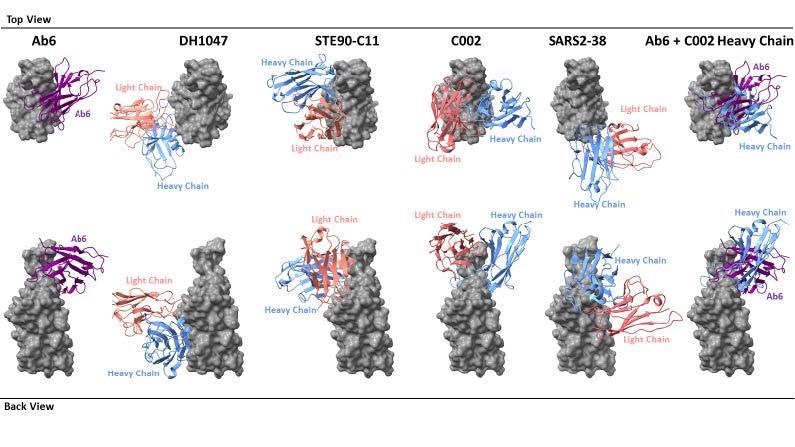 Footprint comparison between ab6 and selected RBD-directed antibodies. The RBD is depicted as a grey molecular surface and antibodies are depicted as colourized cartoon models. The following PDB files were utilized: 7LD1 (DH1047), 7B3O (STE90-C11), 7K8T (C002), 7MKM (SARS2-38). The RBD model from the ab6-RBD complex is shown for all antibody complexes for ease of visualization. For superpositions, structures were aligned using the RBD.