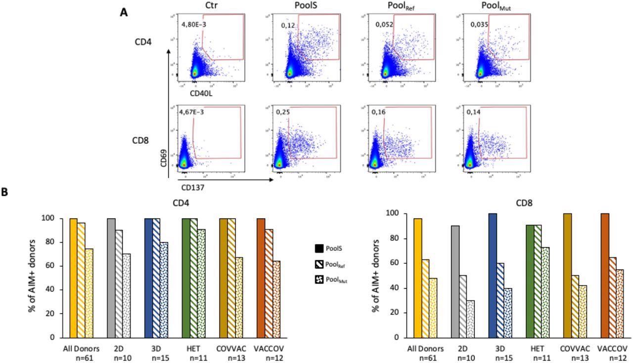 T cell responses to the Spike protein. A) Representative flow cytometry plots gated on CD4+ or CD8+ T cells showing up-regulation of activation markers (CD69 and CD40L for CD4+ cells and CD69 and CD137 for CD8 cells) following overnight stimulation with a pool of overlapping peptides covering the whole Spike protein from the ancestral vaccine strain (Pools), a peptide pool covering only the mutated regions of the Spike protein from the Omicron variant (PoolMut) or a peptide pool covering the same regions as above, but from the ancestral strain (PoolRef). B) percentage of individuals in each group presenting CD4+ (left) and CD8+ (right) Spike-specific responses.