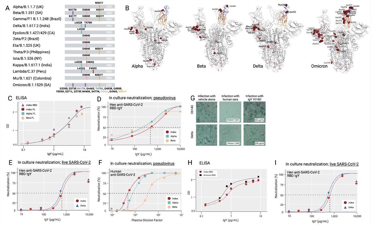 Common variants of SARS-CoV-2 and anti-SARS-CoV-2 IgY interaction with them. (A) A scheme depicting locations of mutated amino acids in Alpha through Mu variants of SARS-CoV-2, focusing on the RBD domain only. Each color bar indicates the amino acid in the index virus that was mutated in the variant. (B) Spike protein of SARS-CoV-2 Alpha, Beta, Delta, and Omicron are shown from left to right. Molecular Operating Environment was used to create the figure [31]. The location of mutations in the structure of the S protein trimer of SARS-CoV-2 (PDB ID: 7A98) for 4 of the common variants are indicated in red and glycosylation sites are indicated in pink throughout the S protein. Blue ribbon indicates RBD (amino acids 328-533) and the orange ribbon indicates receptor binding motif (amino acids 437- 508). (C) Binding of anti-SARS-CoV-2 RBD IgY to recombinant S1 full length (FL) of the index virus, the RBD of the Alpha and Beta variants, and the immunizing RBD of the index virus by ELISA. (D) Binding of anti-SARS-CoV-2 RBD IgY to the index virus and Omicron variant (B.1.1.529) RBD domain using ELISA. (E) Neutralization of pseudovirus (VSV-S) SARS-CoV-2 carrying S protein of index pseudovirus, Alpha, or Beta variants by anti-SARS-CoV-2 RBD IgY. (F) Neutralization of pseudoviruses listed in (E) by Human anti-SARS-CoV-2 RBD. (G) Neutralization of live index or Delta viruses by anti-SARS-CoV-2 IgY against the RBD. (H) Neutralization of live D614G vs. Delta variants by human serum of immunized individual or by anti-SARS CoV-2 IgY. Microscopic evaluation of monolayers of Vero E6 cells after 96 hours infection with the indicated authentic (live) SARS-CoV-2 variant. Images from infected cells are shown after 4 days of infection with SARS-CoV-2 variants in the absence or presence of test items. Top three panels: Infection in the presence of MEX-BC2/2020 and bottom three panels: infection with the Delta variant each in the presence of vehicle alone, serum of a person immunized twice with the Moderna (mRNA-1273) vaccine or anti-SARS CoV-2 RBD IgY, as indicated, all at the indicated concentration (neutralization experiments in panels E-H were conducted by RetroVirox using pseudovirus or live virus, as indicated). Except when indicated, the studies were done over several months; therefore, the absolute titers in the ELISA and neutralization studies were not identical. However, each experiment included the same positive control; index RBD for ELISA and index virus for neutralization assays.