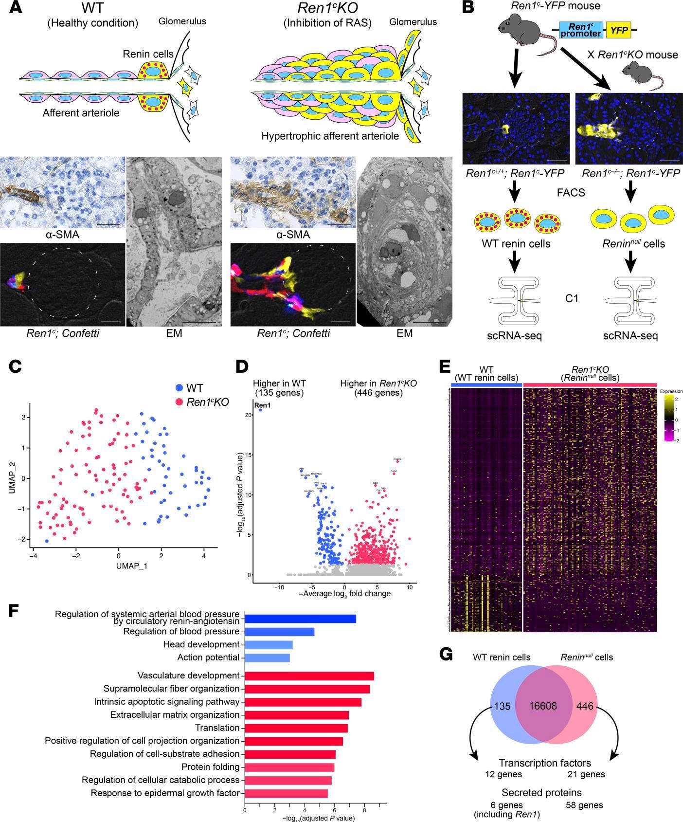 Reninnull cells have different transcriptomic profiles. (A) Pathological findings of Ren1c-KO mice. Immunohistochemistry for α-SMA showed hypertrophic arterioles in Ren1c-KO mouse kidneys. Scale bars: 20 μm. Kidney sections from Ren1c-KO Ren1c-Cre Confetti mice showed multiple colors in the hypertrophic arterioles, suggesting the multiclonality of Reninnull cells. Scale bars: 20 μm. Left: WT mice showed normal architecture of periglomerular arterioles with a single layer of smooth muscle cells (SMCs). Right: Ren1c-KO mice showed concentric hypertrophy of arteriolar smooth muscle. Scale bars: 10 μm. (B) Schematic of scRNA-Seq of WT renin cells and Reninnull cells. Ren1c-YFP mice have a transgene consisting of the YFP genes driven by the Ren1c gene regulatory region. YFP-positive kidney cells from Ren1c+/+ Ren1c-YFP mice and Ren1c–/– Ren1c-YFP mice were isolated by FACS. Single cells were captured with the Fluidigm C1 System, and scRNA-Seq was performed. Scale bars: 50 μm. (C) The UMAP with all the cells after normalization. (D) Volcano plot showing the differentially expressed genes between WT renin cells and Reninnull cells. (E) Heatmap analysis with differentially expressed genes showed a clear separation of WT renin cells and Reninnull cells. (F) The 10 most enriched categories identified by GO analysis on genes higher in WT renin cells (red) and genes higher in Reninnull cells (blue). (G) Venn diagram showing differentially expressed genes. α-SMA, α–smooth muscle actin; EM, electron microscopy; FACS, fluorescence-activated cell sorting; GO, Gene Ontology; Ren1c-KO, Ren1c gene knockout; scRNA-Seq, single-cell RNA sequencing; UMAP, uniform manifold approximation and projection; WT, wild-type.