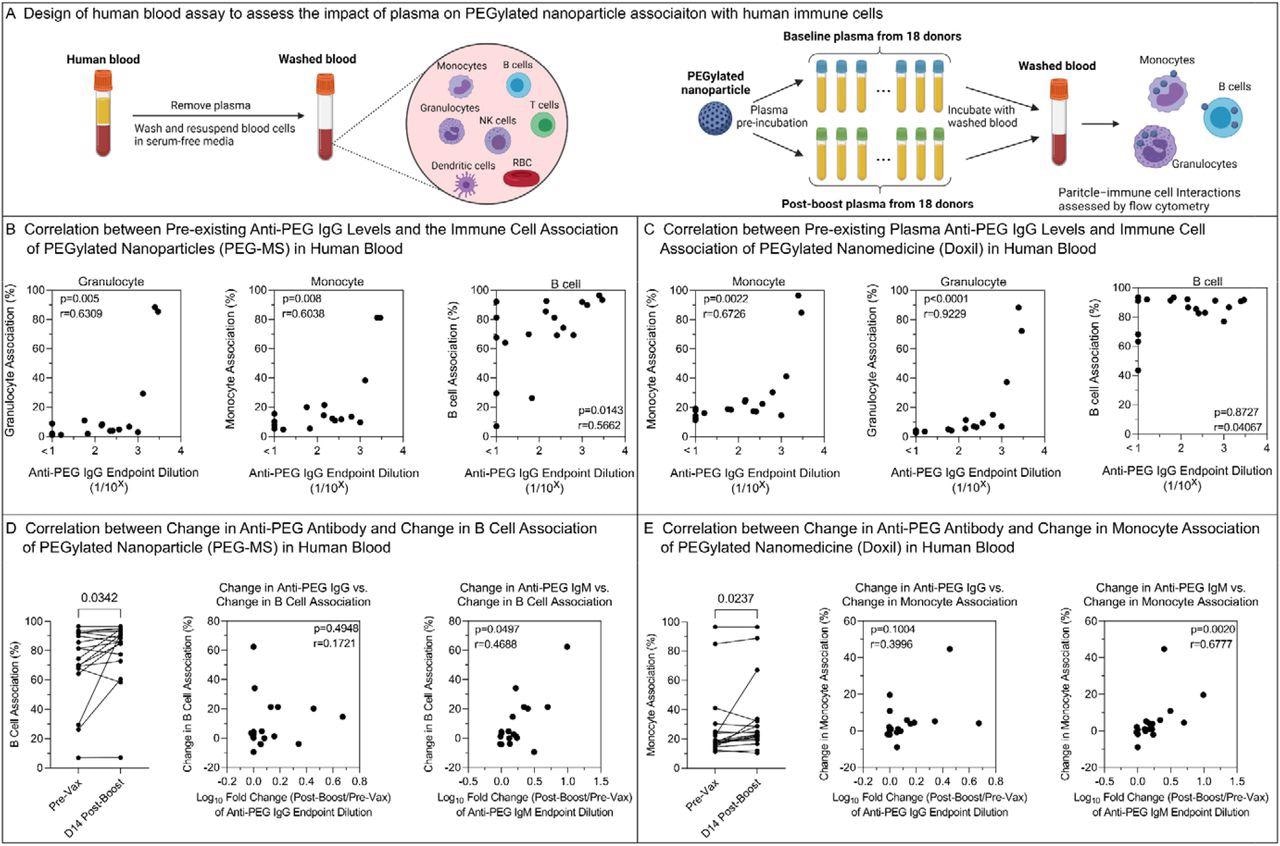 The impact of PEG-specific antibody in plasma on human blood immune cell association of PEGylated nanoparticles. A) Design of human blood assay to assess the impact of plasma on PEGylated nanoparticle association with human immune cells. Fresh human blood from a healthy donor was washed by centrifugation with serum-free media multiple times to completely remove plasma. PEGylated nanoparticles were pre-incubated with plasma from 18 donors across Cohort 1 before and day 14 post-boost of Comirnaty vaccination and then incubated with washed blood in serum-free media for 1 h at 37 °C, followed by phenotyping cells with antibody cocktails and analysis by flow cytometry. Created with BioRender.com. B,C) Spearman correlation between pre-existing (pre-vaccination) anti-PEG IgG titers (n=18 from Cohort 1) and PEG-MS or Doxil nanoparticle association with monocytes, granulocytes, and B cells in human blood. D) Left: Comparing B cell association with PEG-MS nanoparticles before (Pre-Vax) and day 14 post-boost of the Comirnaty vaccination of 18 subjects across Cohort 1. p-values were derived by Wilcoxon’s matched-pairs signed-rank test. Middle & Right: spearman correlation between the change in B cell association of PEG-MS nanoparticle and the fold change (log10) in plasma anti-PEG IgG or anti-PEG IgM titers at 2 weeks post-boost compared to baseline (n=18 from Cohort 1). E) Left: Comparing monocyte association with Doxil before (Pre-Vax) and day 14 post-boost of the Comirnaty vaccination of 18 subjects across Cohort 1. p-values were derived by Wilcoxon’s matched-pairs signed-rank test. Middle & Right: spearman correlation between the change in monocyte association of Doxil and the fold change (log10) in plasma anti-PEG IgG or anti-PEG IgM titers at 2 weeks post-boost compared to baseline (n=18 from Cohort 1).