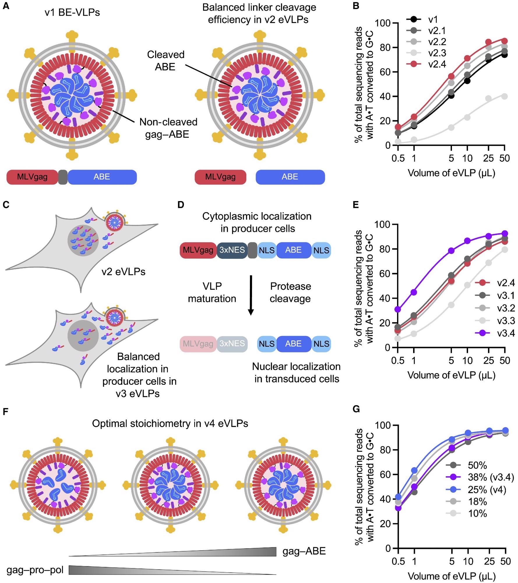 Identifying and engineering solutions to bottlenecks that limit VLP potency results in v2, v3, and v4 eVLPs (A) More efficient linker cleavage leads to improved cargo release after VLP maturation. (B) Adenine base editing efficiencies of v1 and v2 BE-eVLPs at position A7 of the BCL11A enhancer site in HEK293T cells. (C) Improved localization of cargo in producer cells leads to more efficient incorporation into eVLPs. (D) Installing a 3xNES motif upstream of the cleavable linker encourages cytoplasmic localization of gag–3xNES–cargo in producer cells but nuclear localization of free ABE cargo in transduced cells. (E) Adenine base editing efficiencies of v2.4 and v3 BE-eVLPs at position A7 of the BCL11A enhancer site in HEK293T cells. (F) The optimal gag–cargo:gag–pro–pol stoichiometry balances the amount of cargo protein per particle with the amount of MMLV protease required for efficient particle maturation. (G) Adenine base editing efficiencies of v3.4 eVLPs with different gag–ABE:gag–pro–pol stoichiometries at position A7 of the BCL11A enhancer site in HEK293T cells. Legend denotes % gag–ABE plasmid of the total amount of gag–ABE and gag–pro-pol plasmids. (B, E, and G) Values and error bars reflect mean ± SEM of n = 3 biological replicates. Data were fitted to four-parameter logistic curves using nonlinear regression. In vitro assessment