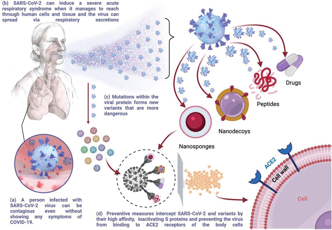 Schematic illustration of the SARS-CoV-2 transmission and scope of preventive measures discussed in this review. Created with BioRender.com.