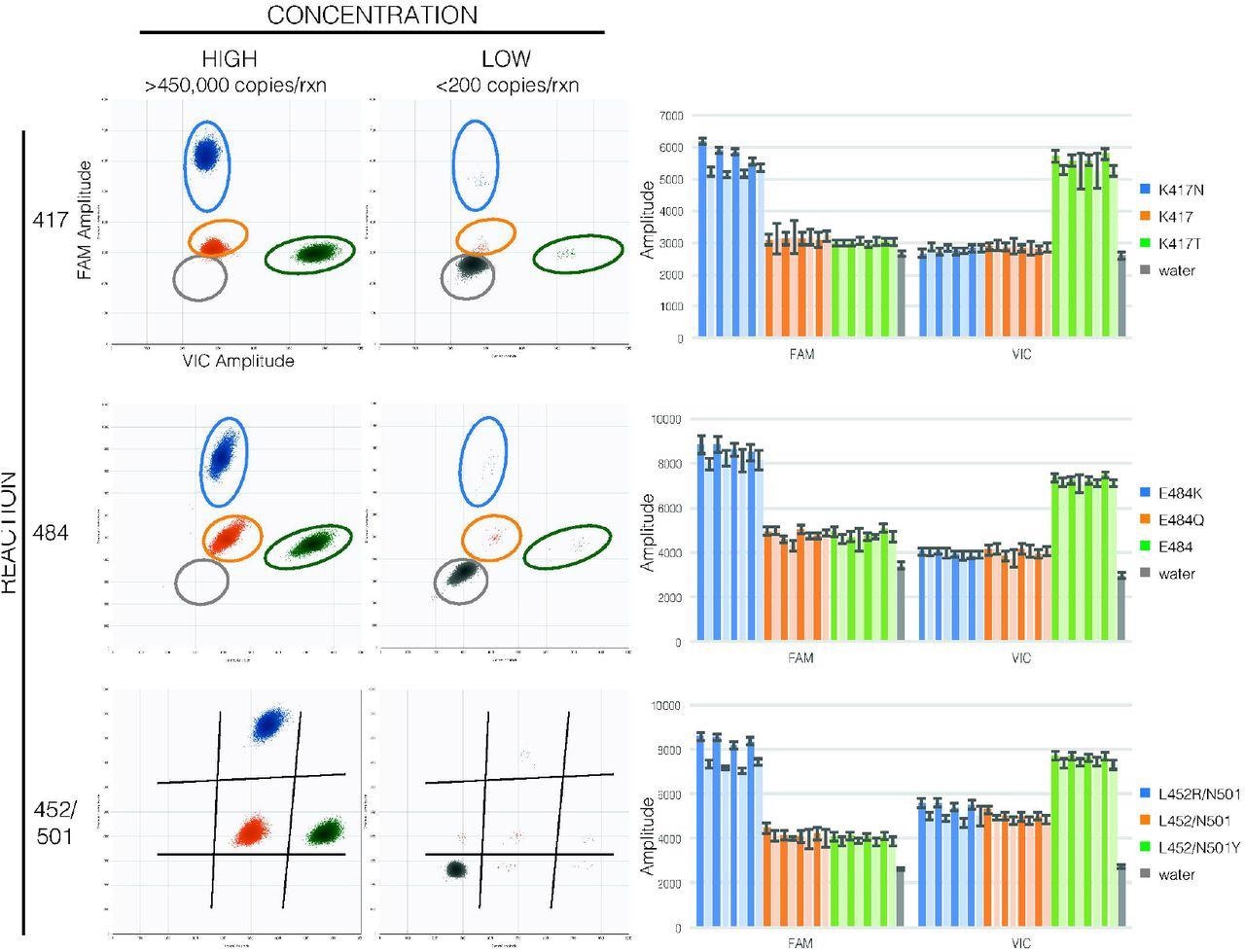 Template concentration does not affect assay accuracy. For each reaction (rows), composite droplet amplitude plots showing the highest-concentration sample of each allele (first column) and lowest-concentration dilution with >10 positive droplets of the same samples (second column) illustrate that amplitudes are diagnostic of template sequences despite wide differences in copy number per droplet. Circles or lines separating droplets from different alleles are for reference on the low-concentration plots. Bar graphs (final column) show this is consistent between specimens (mean amplitude ± standard deviation of highest [dark] and lowest [light] concentration of each specimen,