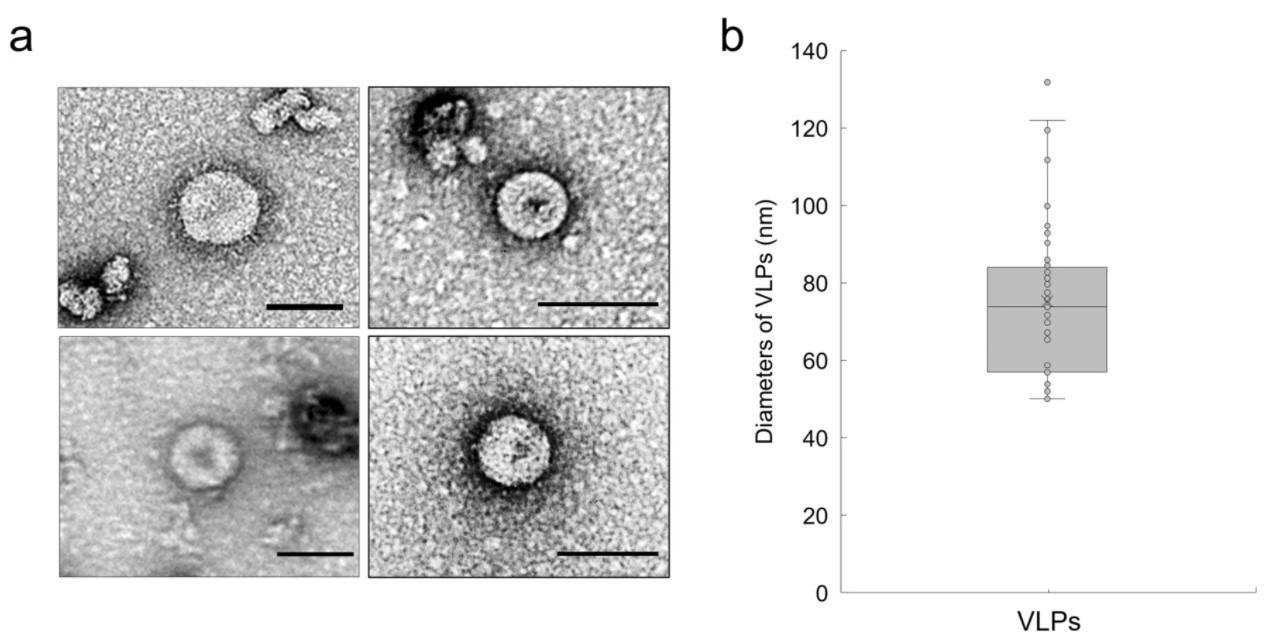 Electron microscopic analysis of plant-derived CoV-2 VLPs. (a) Visualization by 1.2% UA negative staining and high-resolution electron microscopy of purified VLPs of ME + NFLAG. Scale bar 100 nm. (b) Quantification of diameters of plant-derived CoV-2 VLPs. VLPs ranged from 50 to 130 nm in diameter.