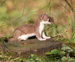 Anti-SARS-CoV-2 antibodies found in wild mustelids in France