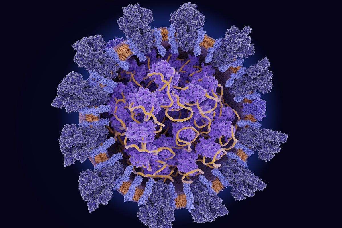 Study: Emergence of glycogen synthase kinase-3 interaction domain enhances phosphorylation of SARS-CoV-2 nucleocapsid protein. Image Credit: Juan Gaertner/Shutterstock