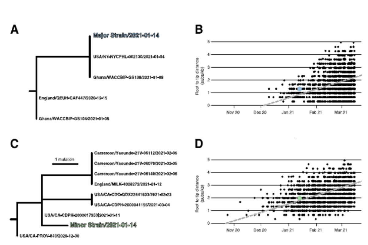 Figure 1: Phylogenetic consistency of major and minor 631 variants. (A) Phylogeny of B.1.1.7 immediate relatives, (B) Root-to-tip regression for B.1.1.7, (C) Phylogeny of B.1.429 immediate relatives, (D) Root-to-tip regression for B.1.429. NY-NYCPHL-0024661 is the genome deposited in GISAID from the case of putative superinfection.