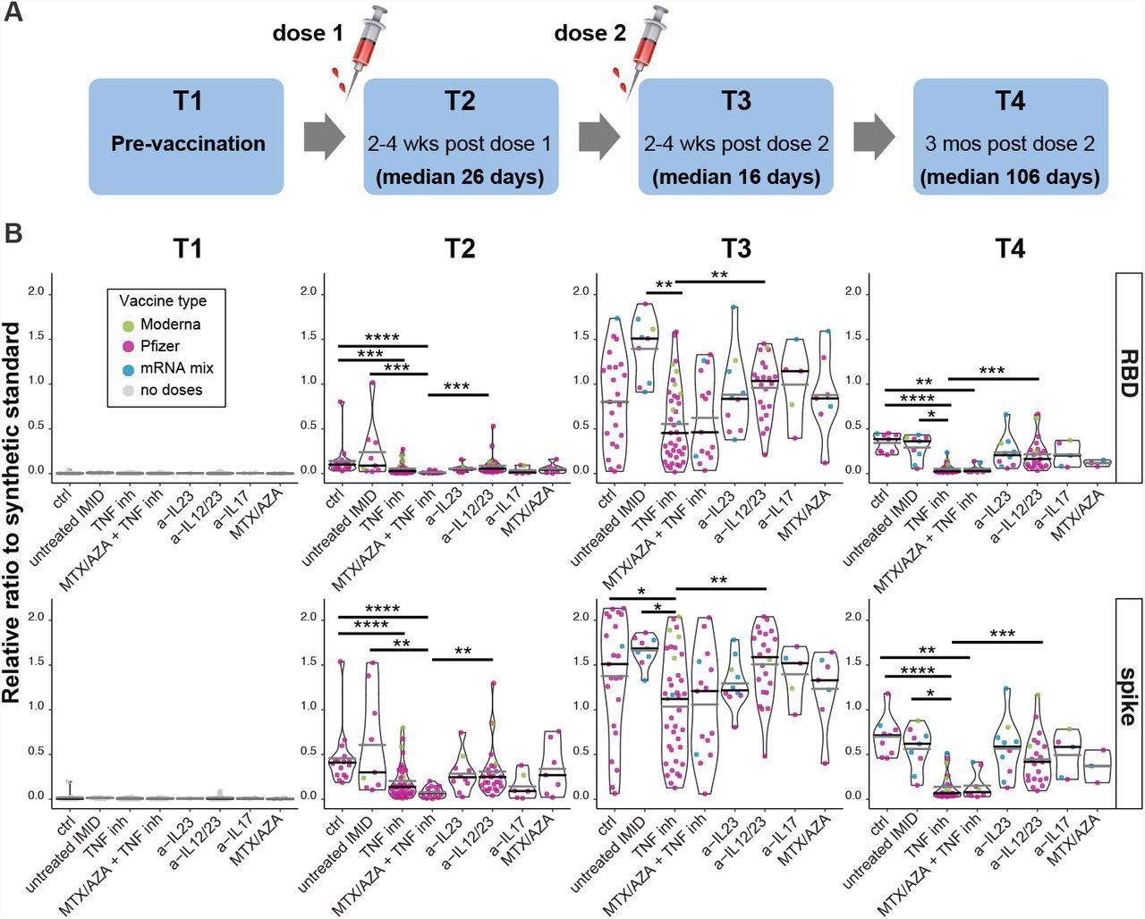 Antibody responses after 1 or 2 doses of mRNA vaccine. (A) Schematic diagram of the sampling schedule. (B) IgG responses before, and after the first and second doses of mRNA vaccine in IMID patients. Violin plots show the relative ratio of RBD and spike that were determined at the indicated time points in IMID patients under mono- and combination therapy (0.0039 µl sample used, see suppl. fig. 2B for the second dilution and suppl. table S1 for conversion to BAU/ml). T1,