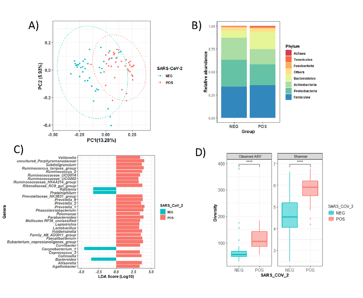 The nasopharyngeal microbiota of pregnant women is altered by SARS-CoV-2 infection. A) Principal coordinates analysis (PCoA) ordination plot based on unweighted UniFrac distances according to SARS-CoV-2 infection. Each point corresponds to a sample. B) Barplots showing the composition of the nasopharyngeal microbiota of the population in healthy (NEG) and SARS-CoV-2-infected (POS) pregnant women. Phyla with a relative abundance lower than 0.5% and Cyanobacteria were grouped as “Others” for plotting. C) LDA effect size (LEfSe) analysis showing the genera that most discriminate both health conditions (infected vs. no infected). An LDA score >3 was considered a significant threshold. D) Boxplots showing the differences in the alpha diversity measured as observed ASV (amplicon sequence variant) and Shannon indexes according to SARS-CoV-2 infection. Statistical analysis of the differences between groups was calculated using the Kruskal–Wallis test with FDR correction for multiple comparisons. POS: Positive result for SARS-CoV-2 (red), NEG: Negative result for SARS-CoV-2 (blue). *p<0.05, ** p<0.01, ***p<0.001