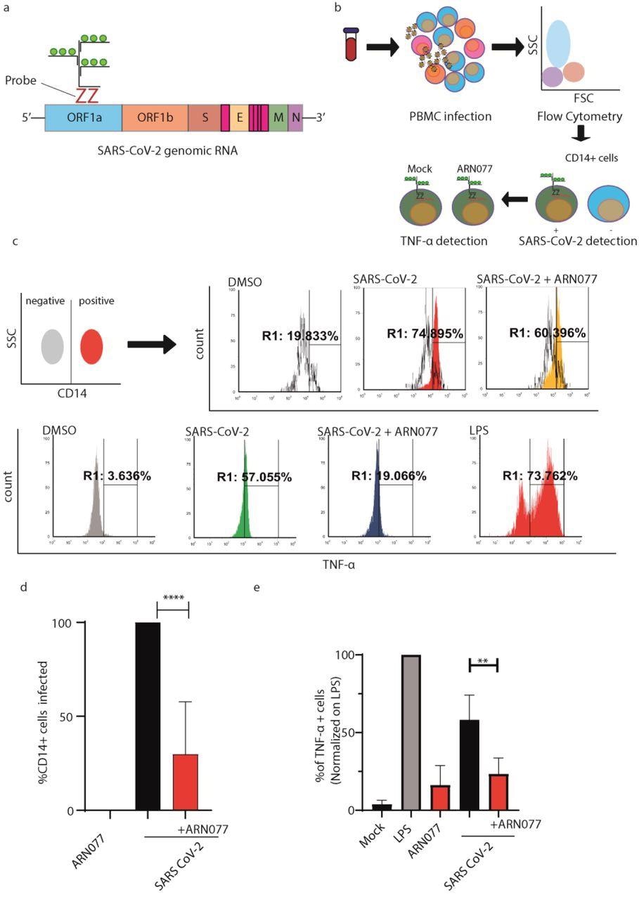 ARN077 reduces SARS-CoV-2 infection and controls inflammation in human PBMCs. a) Schematic illustration on the design of SARS-CoV-2 genomic probe, which binds a conserved region of ORF1a. b) Experimental workflow of primeflow assay combined with anti-CD14 staining. Briefly, PBMC were infected with SARS-CoV-2, treated or not with ARN077 (30 μM). Then, cells were treated with Brefeldin-α prior fixation and processed by Flow Cytometry. PBMCs were then analyzed for SARS-CoV-2 genomic and TNF-α content. c) Representative analysis of PBMC derived macrophages infected or not with SARS-CoV-2. Briefly, CD14+ cells (monocytes and macrophages) were identified by immunostaining. Then, the CD14+ cell population was screened for SARS-CoV-2 intracellular genomes and TNF-α production. DMSO was used as mock-treated control. d) Statistical analysis on SARS-CoV-2 genomic content on CD14+ cells, treated or not with ARN077. Data are expressed as mean ± SD and analyzed with One-Way Anova ( **** p<0,0001,