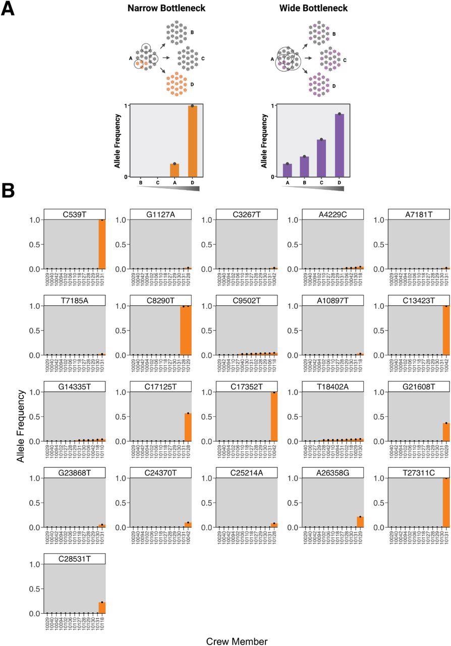 The spectrum of shared minor variation suggests that the transmission bottleneck is narrow. (A) A schematic showing the expected pattern of observed allele frequencies for shared variants in either a narrow or wide bottleneck scenario. (B) Each plot represents the frequency of a single nucleotide polymorphism (SNP) across crew members. Variants are called relative to the ancestral sequence of the virus introduced to the boat as inferred from the phylogeny of crew member genomes. The x-axis is ordered by variant frequency.