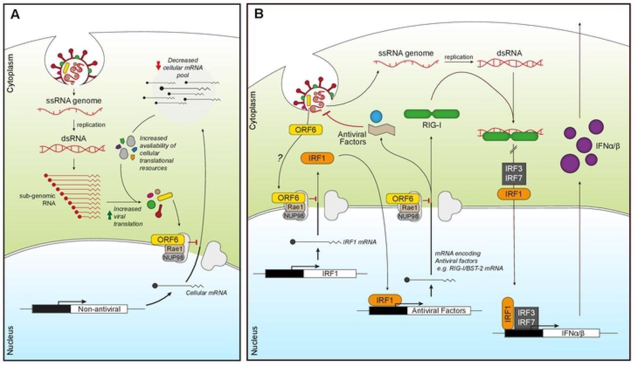 ORF6 inhibits mRNA export to favour viral translation and suppress innate signaling. (A) Incoming or expressed ORF6 (yellow rectangles) binds to the Nup98-Rae1 complex (grey/brown) blocking the export of cellular mRNA (black lines). This subsequently reduces the cellular mRNA pool, increasing the availability of cellular translational machinery for viral translation as well as decreasing the expression of cellular proteins. (B) Incoming or expressed ORF6 (yellow) binds to the Nup98-Rae1 complex (grey/brown), inhibiting export of cellular mRNA encoding IRF1 (orange). This prevents the translation of IRF1, blocking IRF1 regulation of the transcription of additional steady-state antiviral factors, like RIG-I and BST-2. ORF6 also inhibits nuclear export of mRNA encoding RIG-I (green), preventing detection of viral dsRNA produced during coronavirus replication. This helps reduce IRF1/3/7 activity and subsequent transcription of IFNα/β (purple), which prevents IFNα/β inducing an antiviral state in an autocrine and paracrine manner.