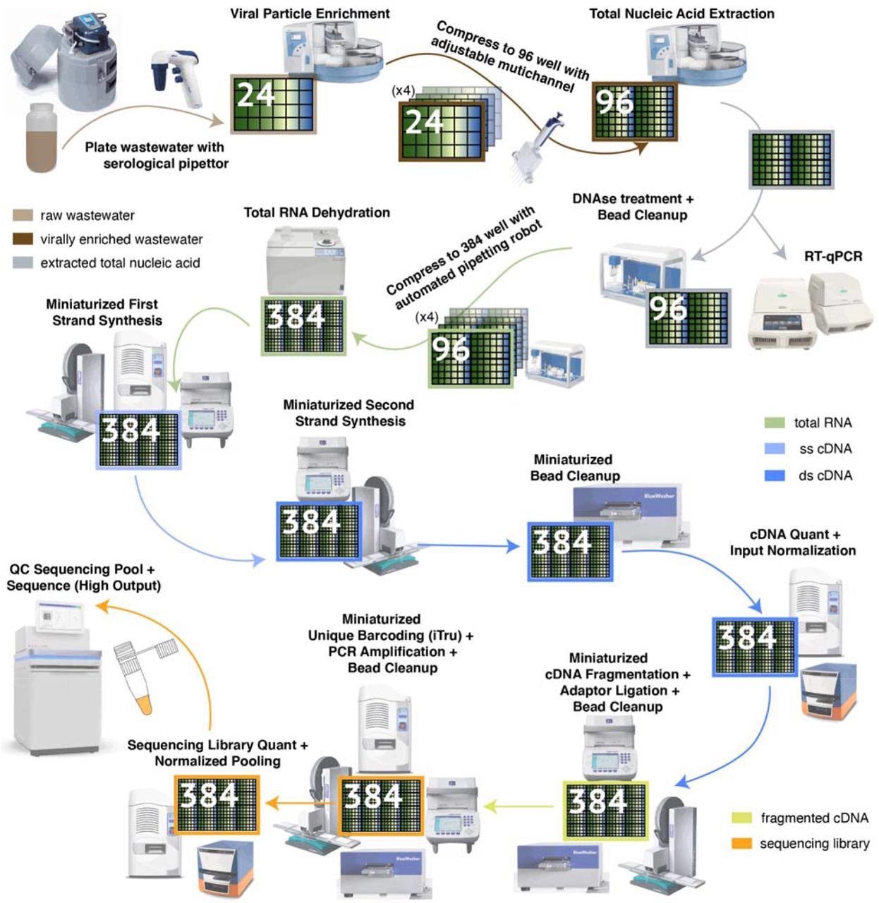 High Throughput pipeline for Virally Enriched (VE) wastewater metatranscriptomics. Flow diagram of metatranscriptomic data generation from VE wastewater samples, from auto-sampler to sequencer. Key robotic instrumentation and tools are depicted alongside each step. The flow diagram is color-coded according to the different stages of sample processing. The high throughput pipeline increases sample processing parallelization through incremental compression of samples from 24-well plates to 384-well plates. Significant per sample cost savings are achieved through miniaturization of molecular reactions in 384-well format, for which specialized low volume liquid handling infrastructure is needed.