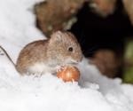 Novel coronavirus identified in Swedish bank voles