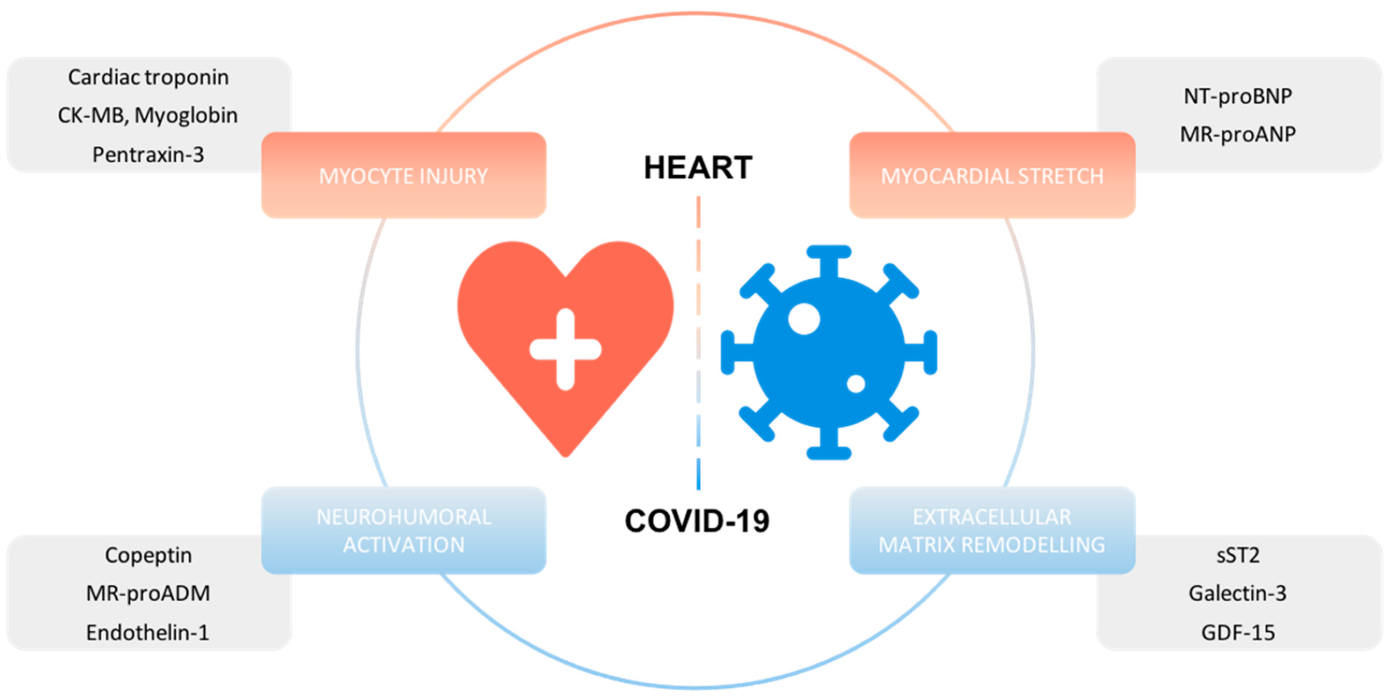 Overview of cardiac biomarkers with prognostic information in COVID-19.