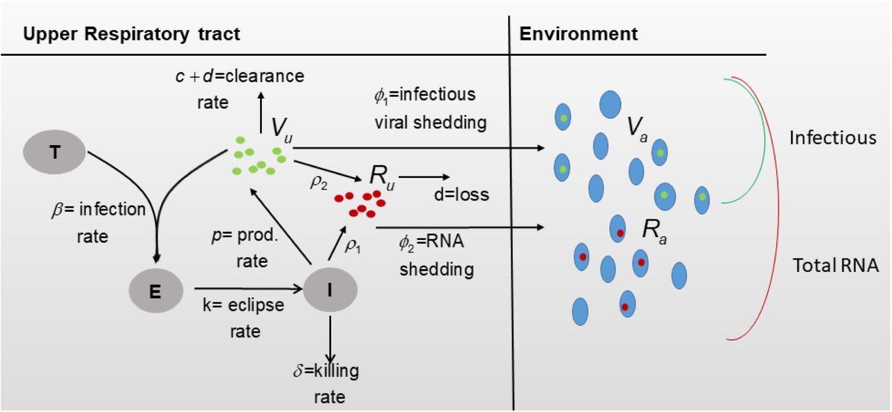 Diagram for model Eqs. (3) and (4).