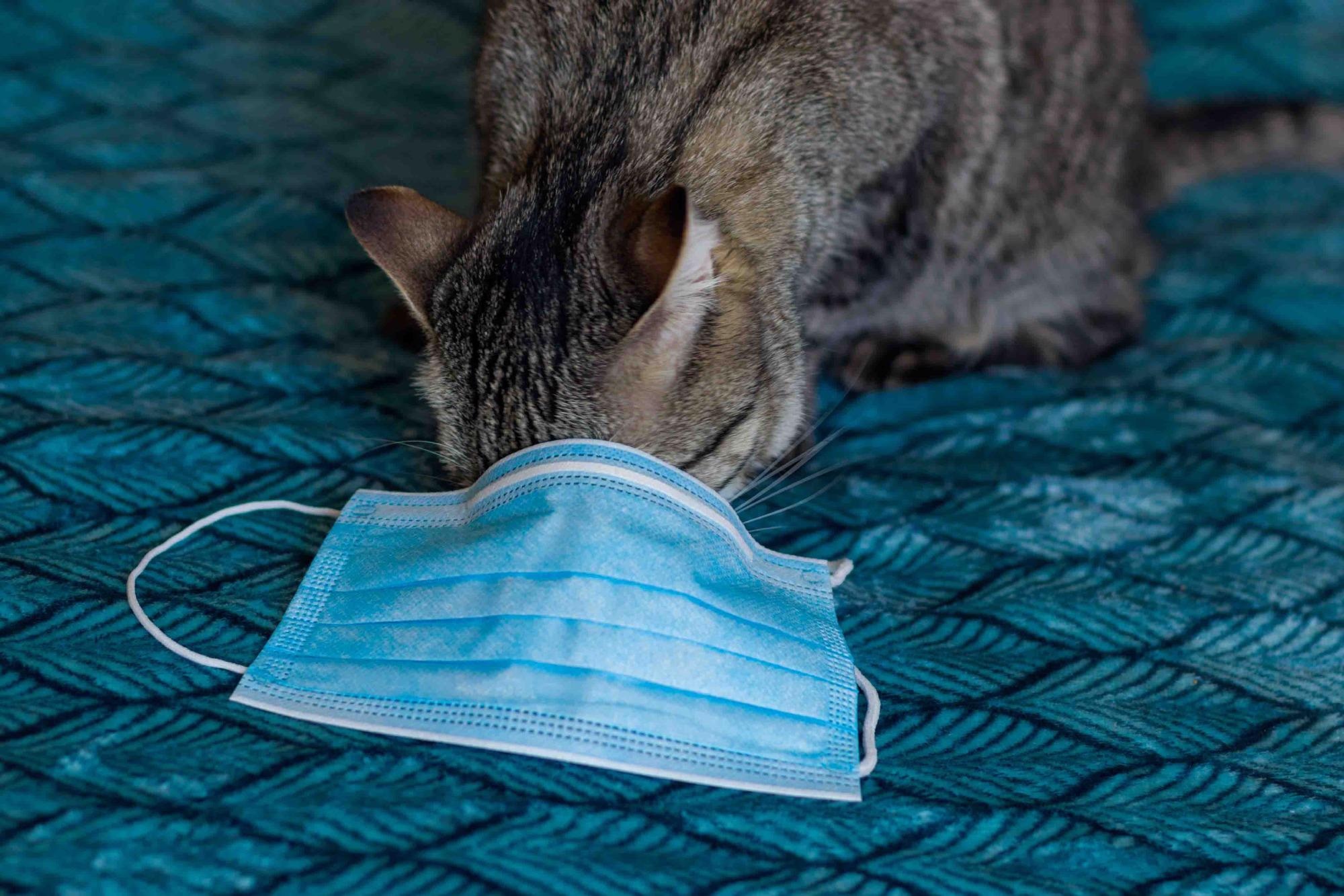 Study: Does having a cat in your house increase your risk of catching COVID-19? Image Credit: TanyaPhOtOgraf