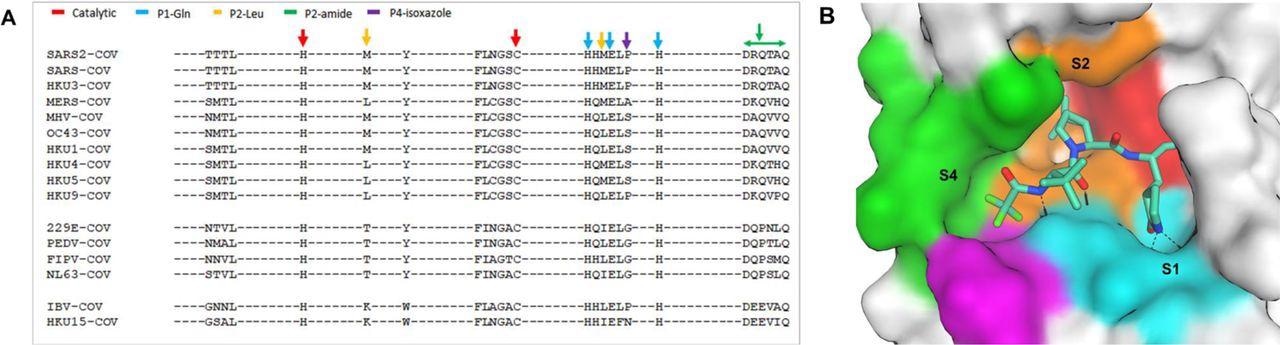 Active site conservation of CoV main proteases.