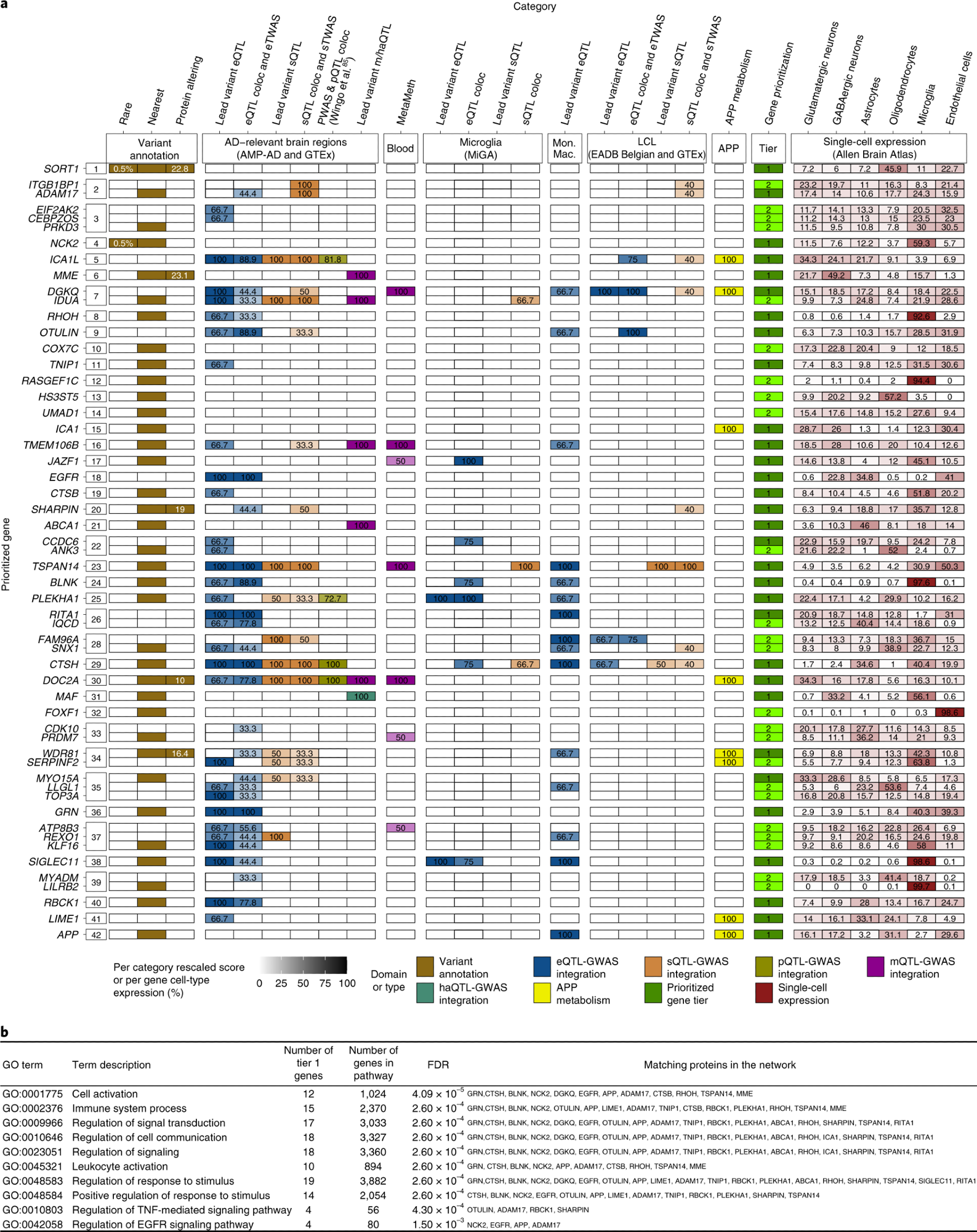 a, Summary of weighted scores for each evidence category for the prioritized genes in the 42 new genome-wide-significant loci. Using our gene prioritization method, we considered the genes within 1 Mb of each new lead variant and prioritized a total of 55 genes in 42 new loci at two different confidence levels (31 tier 1 genes and 24 tier 2 genes). The leftmost squares indicate the new locus index number. The different types of evidence are colored according to the seven different domains to which they belonged. Weighted scores for each evidence category are rescaled to a 0–100 scale, and the proportions of mean human brain cell-type-specific expression for each gene are also rescaled to a 0–100 scale; darker colors represent higher scores or higher expression proportions. Tier 1 genes are shown in dark green, and tier 2 genes are shown in light green. Only tier 1 and tier 2 genes are shown for each locus. Supplementary Fig. 35 shows full results. MAFs and CADD (v1.6) PHRED scores for rare and/or protein-altering rare variants are labeled in white within the respective squares. b, Pathway enrichment analysis based on the tier 1 gene list. Only the ten strongest associations (according to STRING software) are presented here. coloc, colocalization; eQTL, expression QTL; eTWAS, expression transcriptome-wide association study; GO, Gene Ontology; haQTL, histone acetylation QTL; Mon. Mac., monocytes and macrophages; sTWAS, splicing transcriptome-wide association study; m/haQTL, methylation/histone acetylation QTL; sQTL, splicing QTL; FDR, false discovery rate.