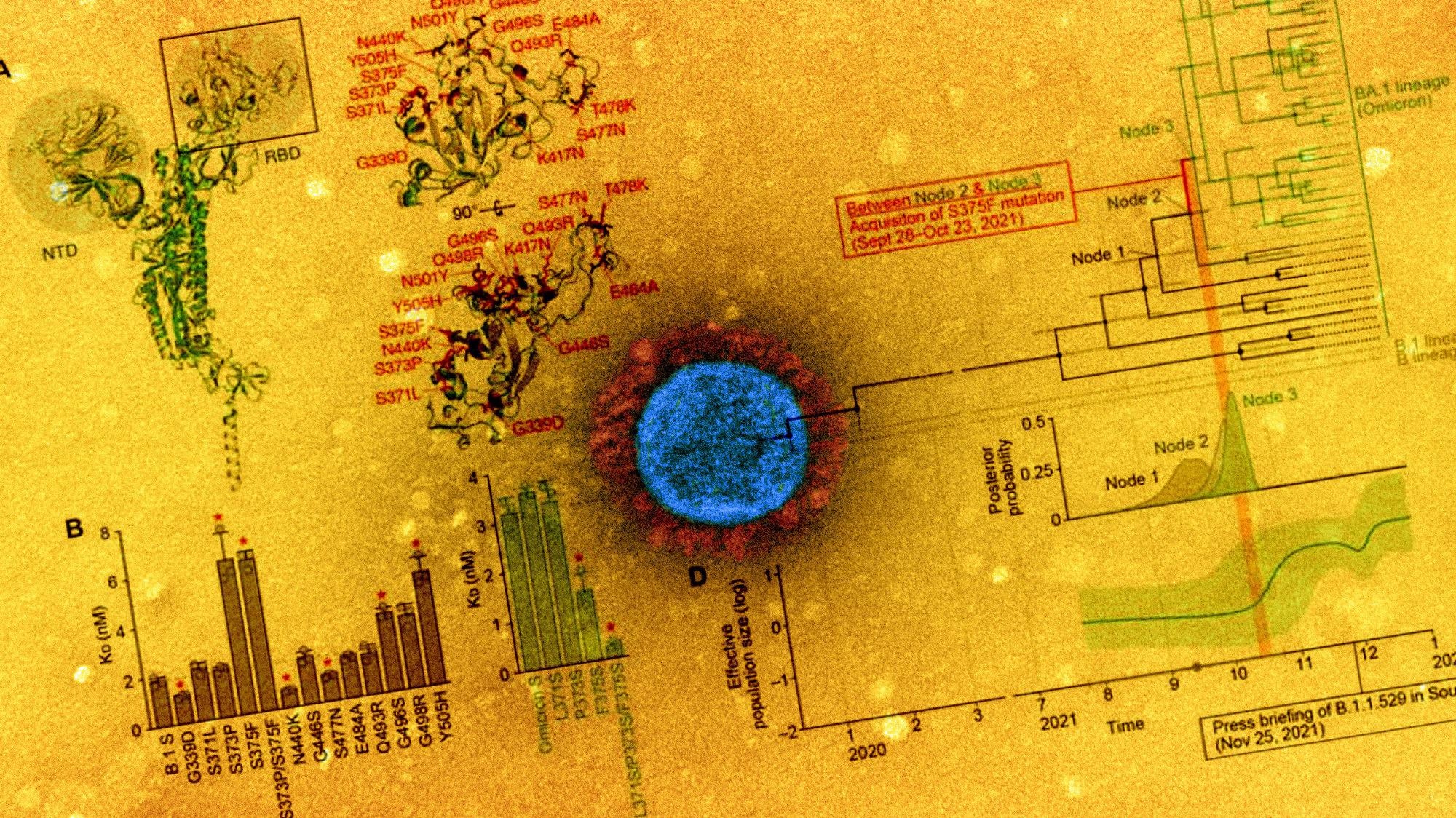 Study: SARS-CoV-2 spike S375F mutation characterizes the Omicron BA.1 variant. Image Credit: NIAID