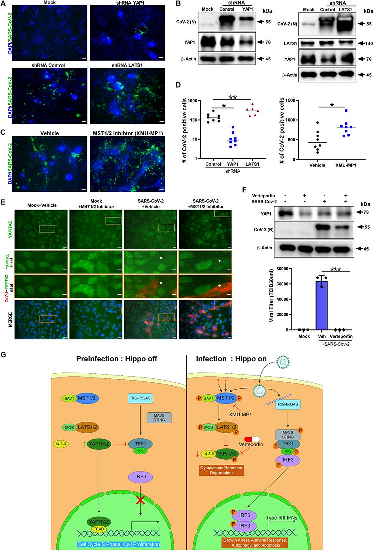 ShRNA-mediated knockdown and pharmacological modulation of SARS-CoV-2 replication. (A) IHC analysis of shRNA-mediated knockdown of YAP1 and LATS1 specific shRNAs showed efficiently reduced or increased SARS-CoV-2 replication (green) relative to shRNA control, respectively in hPSC-CMs. Scale bar 50 μm. (B) Western blot analysis of shRNA-mediated knockdown of YAP1 and LATS1 respective protein expression. (Con: Control shRNA). (C) IHC images of XMU-MP-1 (MST1/2 inhibitor) and vehicle treated hPSC-CMs are shown. Note: XMU-MP-1 increased SARS-CoV-2 replication (green) in hPSC-CM. (D) Graphs depict quantification of SARS-CoV-2 positive cells in infected hPSC-CM respective to panels A and C. Student T-test. **P >0.001.