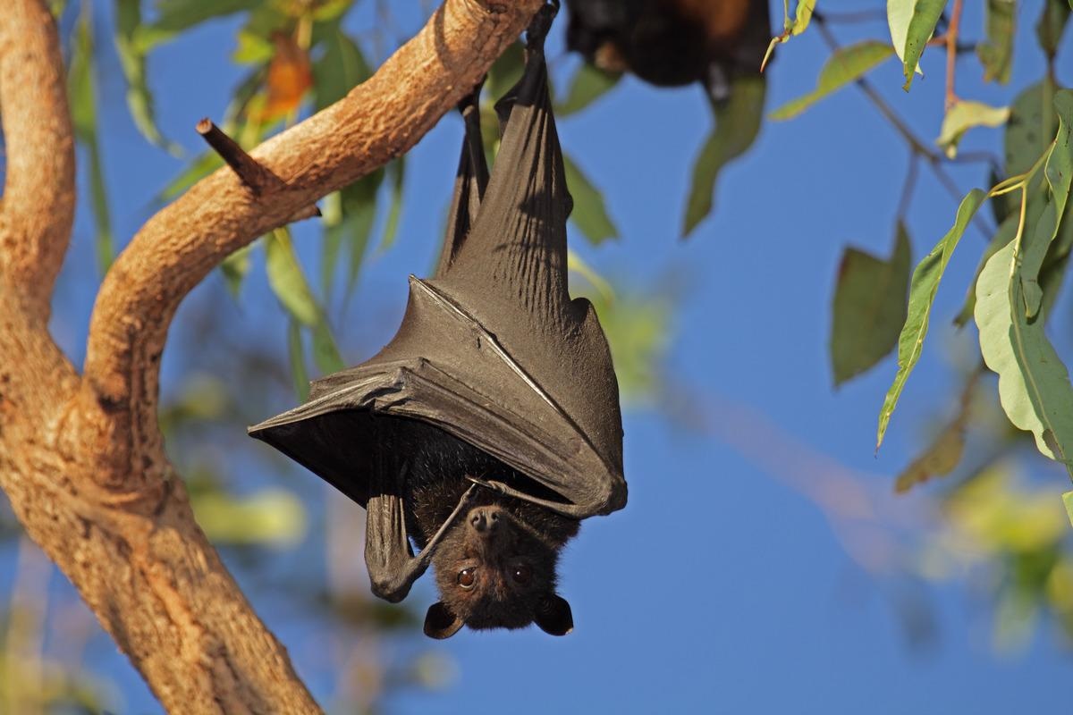 Study: Novel Hendra Virus Variant Circulating in Black Flying Foxes and Grey-Headed Flying Foxes, Australia. Image Credit: EcoPrint/Shutterstock