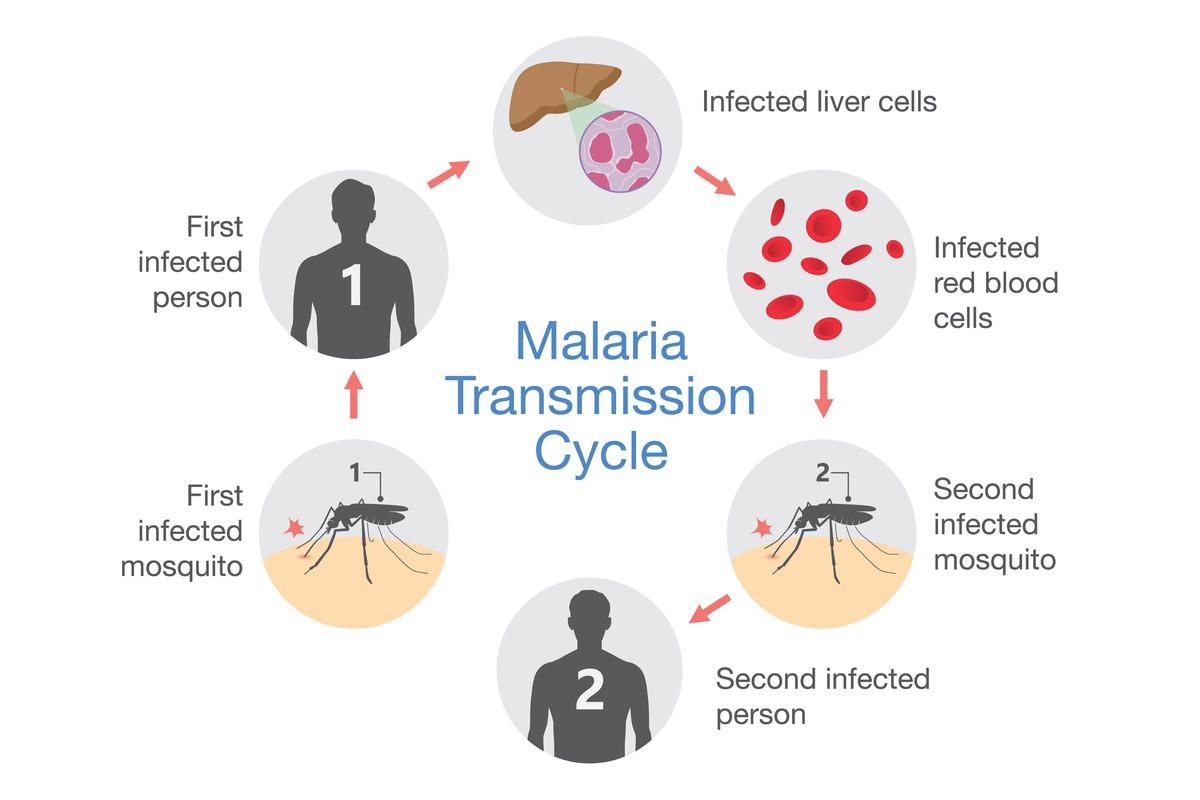 Image Credit: solar22/Shutterstock