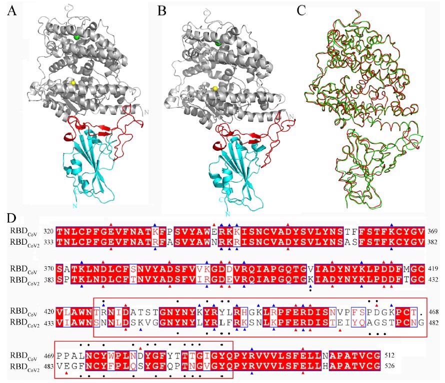 Structures of the RBDCoV-ACE2 and RBDCoV2-ACE2 complexes and sequence alignment of RBDCoV and RBDCoV2. (A,B) Cartoon representations of the complete complex structures of RBDCoV-ACE2 (modeled based on the crystal structure with PDB ID 2AJF [13]) and RBDCoV2-ACE2 (PDB ID: 6M0J [14]), respectively. ACE2 is colored gray, with Zn2+ and Cl− ions represented as spheres in yellow and green, respectively; cores and RBMs of both RBDs are colored cyan and red, respectively. (C) Backbone superposition of RBDCoV-ACE2 (red) and RBDCoV2-ACE2 (green). (D) Structure-based sequence alignment of RBDCoV and RBDCoV2. The identical residues are white on a red background and the similar residues are red on a white background; the negatively and positively charged residues are indicated by red and blue triangles, respectively. The ACE2-contacting residues (or RBD interface residues) identified in this work are indicated by black dots; RBM (residues 438–506 according to residue numbering of RBDCoV2) is highlighted by enclosure with a red box.