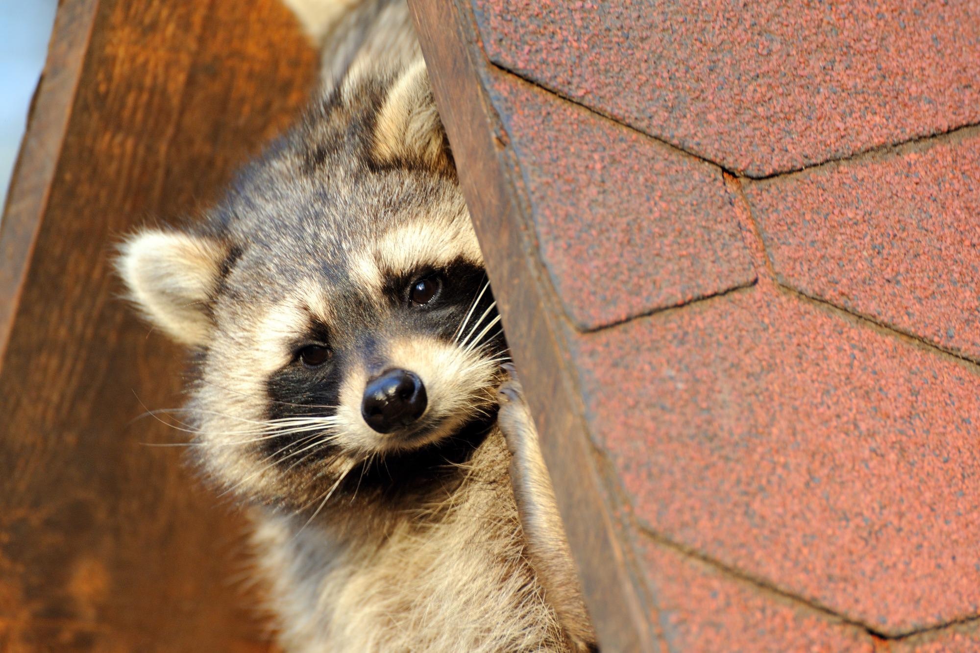 Raccoon. Image Credit: Karin Jaehne / Shutterstock