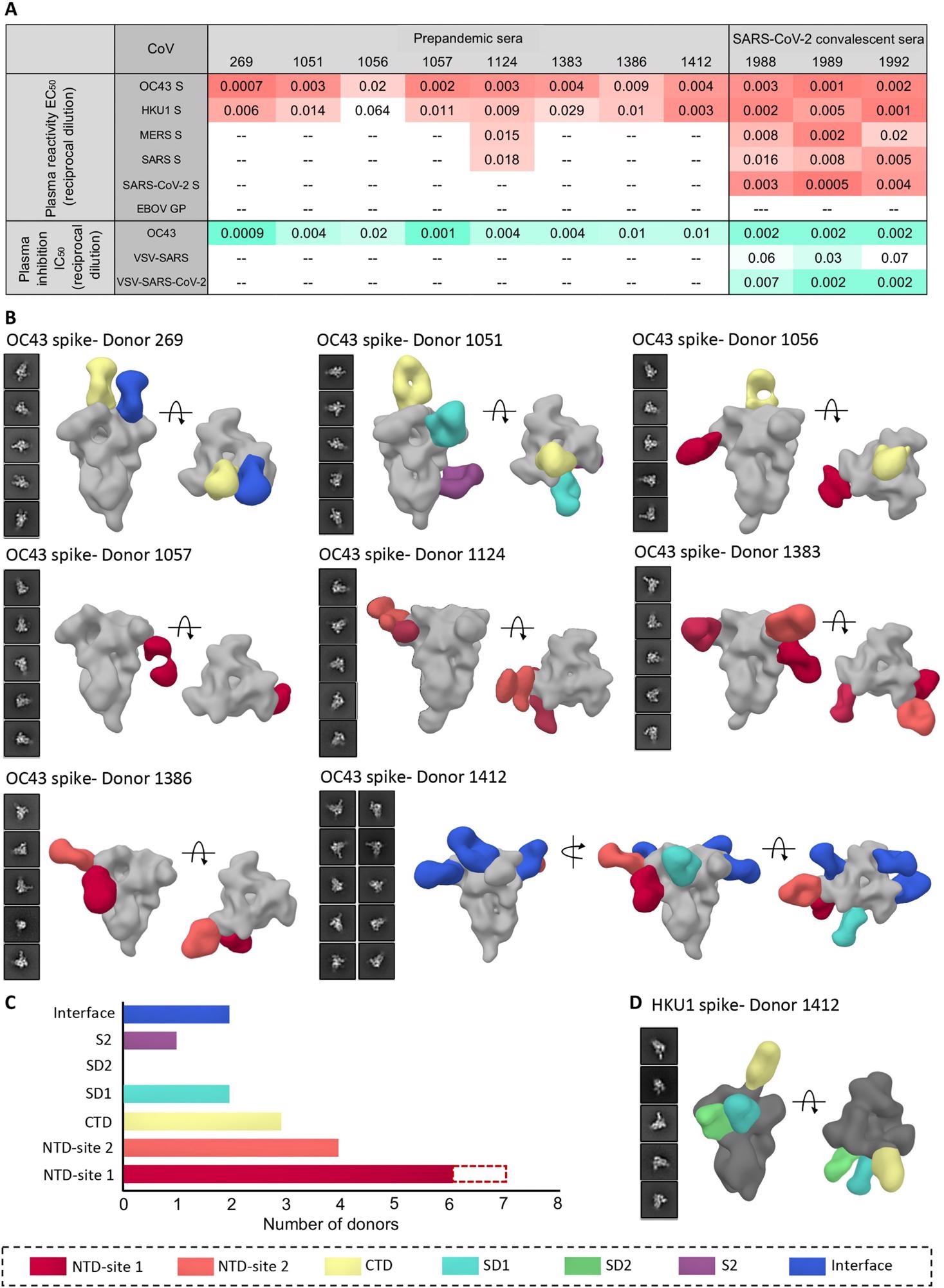 Human serum reactivity to β-CoV spikes. (A) ELISA EC50 binding titers to OC43, HKU1, MERS, SARS, and SARS-CoV-2 spikes and median inhibitory concentration (IC50) neutralization titers against OC43 virus and vesicular stomatitis virus (VSV)–pseudotyped SARS or SARS-CoV-2 virus for PP sera from eight healthy donors and SC sera from three SARS-CoV-2 donors. Ebola virus glycoprotein (EBOV GP) was used as a negative control for detecting nonspecific serum binding. Serum EC50 or IC50 titers are color-coded in gradients of orange or aquamarine, respectively. (B) Representative two-dimensional (2D) classes and side and top views of composite figures from ns-EMPEM analysis of polyclonal Fabs from eight PP sera with the OC43 spike. (C) Bar graph summary of OC43 spike epitopes targeted by PP donor sera. Antibodies to NTD-site 1 were observed in 2D class averages for donor 269 but did not reconstruct in 3D, as indicated by dotted lines. (D) Composite figures from ns-EMPEM analysis of polyclonal Fabs from donor 1412 with the HKU1 spike. The Fabs in (B) and (D) are color-coded on the basis of their epitope specificities as indicated at the bottom. OC43 or HKU1 spikes in (B) and (D) are represented in light gray or dark gray, respectively.