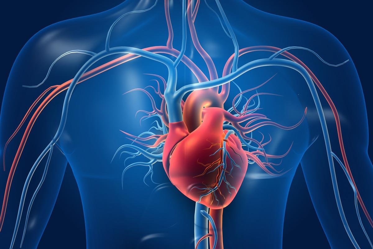 Study: The physical activity health paradox and risk factors for cardiovascular disease: A cross-sectional compositional data analysis in the Copenhagen City Heart Study. Image Credit: Explode/Shutterstock