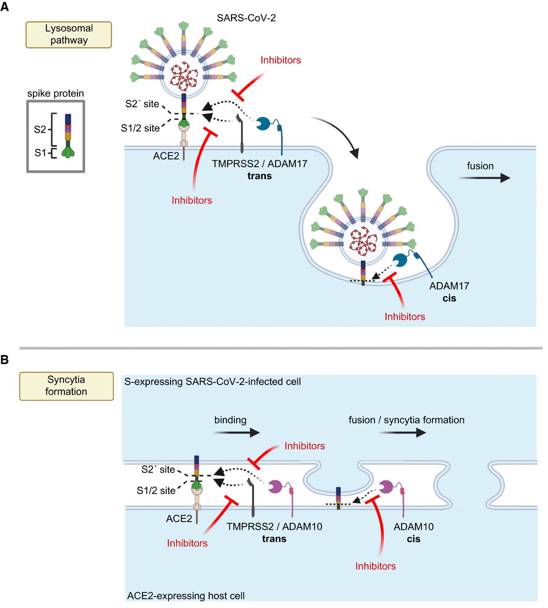 Model for the role of ADAM proteases in SARS-CoV-2 viral entry and lung cell syncytia formation A, B. The SARS-CoV-2 spike protein S consists of the two subunits S1 and S2 and binds through S1 to ACE2 on host cells, which is required for viral fusion with host cells (A) and for syncytia formation (B). (A) TMPRSS2 may cleave S in trans and allow for the fusion of SARS-CoV-2 with the host cell plasma membrane. In contrast, ADAM17 may either cleave S in trans at the plasma membrane or may cleave it once the fusion peptide of S has inserted into the host plasma membrane after endocytosis, which is conceptually similar to a cleavage in cis. After ADAM17 cleavage, the fusion of SARS-CoV-2 with the host cell is likely to happen after endocytosis. Inhibition of ADAM17 reduces viral uptake and fusion. (B) For syncytia formation, the S protein expressed in an infected cell binds at the plasma membrane to ACE2 on another cell. This requires S priming by TMPRSS2 or ADAM10. The priming step may happen in trans, while SARS-CoV-2 is still bound to ACE2 or after insertion of the S2 subunit—which contains the fusion peptide—into the membrane of the ACE2-expressing cell, which may be seen as a cleavage in cis. Inhibitors of TMPRSS2 (e.g., camostat) or ADAM10 reduce cell fusion and syncytia formation. The figure was created with BioRender.