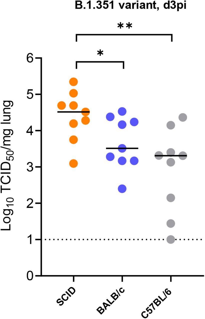 Replication of beta (B.1.351) SARS-CoV-2 in different mice. Infectious viral titers in the lungs of male SCID, male BALB/c and male C57BL/6 mice infected with 105 TCID50 of beta SARS-CoV-2 variants at 3 days post-infection (pi) are expressed as log10 TCID50 per mg lung tissue. Individual data and median values are presented. Data were analyzed with the Mann™Whitney U test. *P < 0.05, **P<0.01). Data are from two independent experiment with