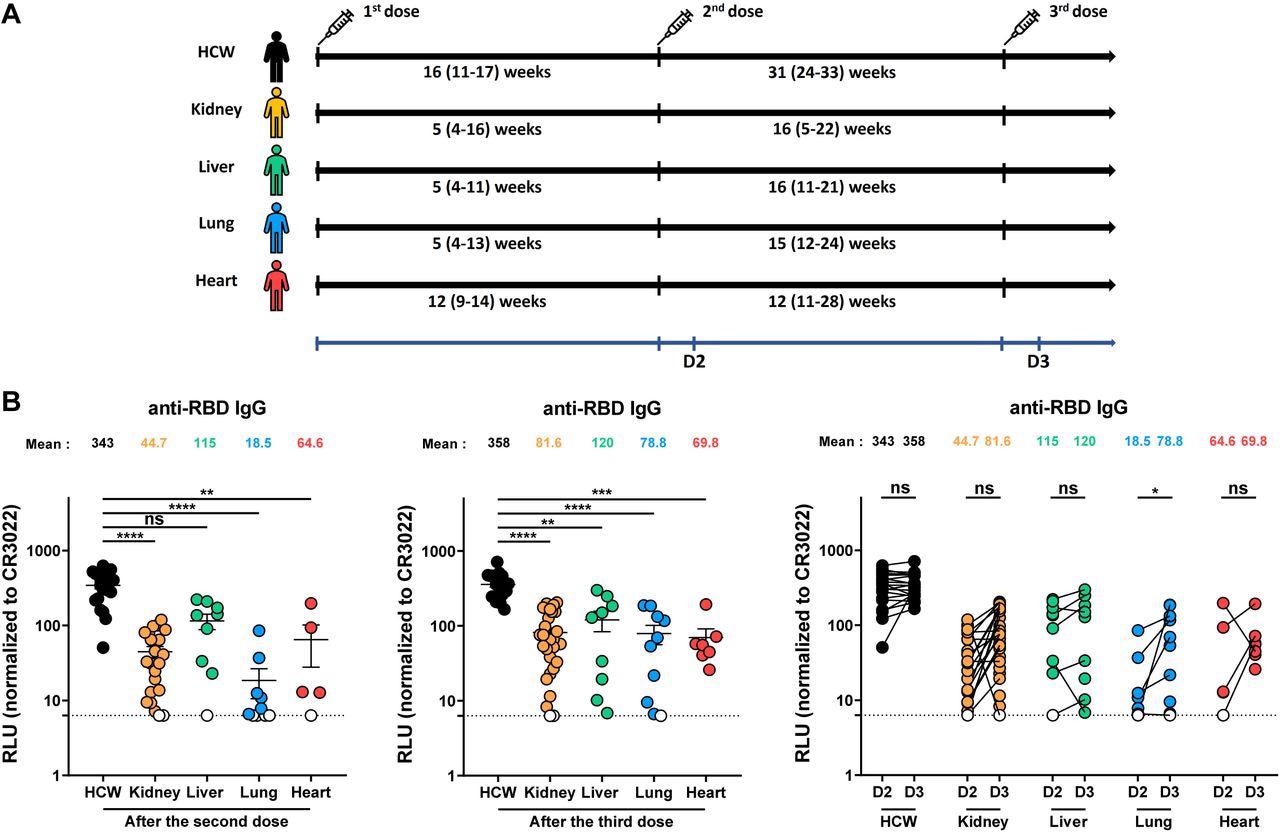 Elicitation of RBD-specific antibodies in SOTR and HCW after mRNA vaccination. (A) SARS-CoV-2 vaccine cohorts’ design. (B) Indirect ELISA was performed by incubating plasma samples from SOTR or HCW with recombinant SARS-CoV-2 RBD protein. Anti-RBD Ab binding was detected using HRP-conjugated anti-human IgG. Relative light unit (RLU) values obtained with BSA (negative control) were subtracted and further normalized to the signal obtained with the anti-RBD CR3022 mAb presents in each plate. Left panel shows the values obtained after the second dose, and middle panel after the third dose. Right panel shows the difference obtained between D2 (post-second dose) and D3 (post third dose) for every group. Symbols represent biologically independent samples from SOTR and HCW. Lines connect data from the same donor. Undetectable measures are represented as white symbols, and limits of detection are plotted. Error bars indicate means ± SEM. (* p < 0.05; ** p < 0.01; *** p < 0.001; **** p < 0.0001; ns, non-significant).