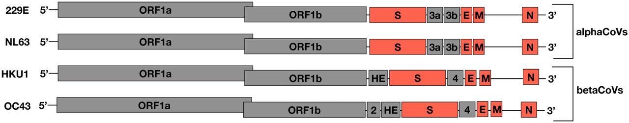 An illustration of the sHCoV genomes, not drawn to scale. In orange are the ORFs analyzed in this study.