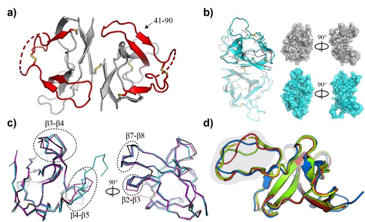 Crystal structure of SARS-CoV-2 ORF8 and related CoV homologues. a) Crystal structure of the SARS-CoV-2 ORF8 dimer. The sequence recognized by α-ORF8 antibodies (residues 41-90) (83) is highlighted in red and indicated. Intra- and inter-molecular disulfide bridges are shown as sticks, and regions with missing electron density (residues 63-77) are shown as dashed lines. b) Superposition of the ORF8 structure determined here (gray), and the previously deposited structure 7JTL (cyan). Chain A (transparent) of 7JTL and 7MX9 were aligned to show the change in the relative orientation of chain B within the dimer. Surface representations highlight the closed shape of 7MX9 relative to 7JTL. c) Individual monomers from 7MX9 (black), 7JTL (cyan), and 7JX6 (magenta) are superposed, and loop regions between β2-β3, β3-β4, β4-β5, and β7-β8 are indicated with dotted circles. Only Cα atoms are shown for clarity; d) Superposition of CoV ORF8 homology models. The bat-CoV RaTG13 (red), bat-like CoV Rs3367 (green) and SARS-CoV-2 (blue) ORF8 homologues, superposed on the SARS-CoV-2 ORF8 template (7JTL; yellow). Part of the ORF8-specific loop region (residues 63-77) is highlighted in gray. Disordered regions at the N-termini have been removed, and a single ORF8 monomer has been shown for clarity.